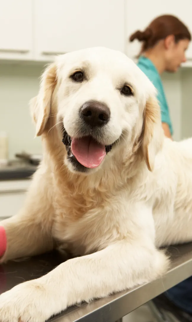 Dog at veterinary clinic - mobile